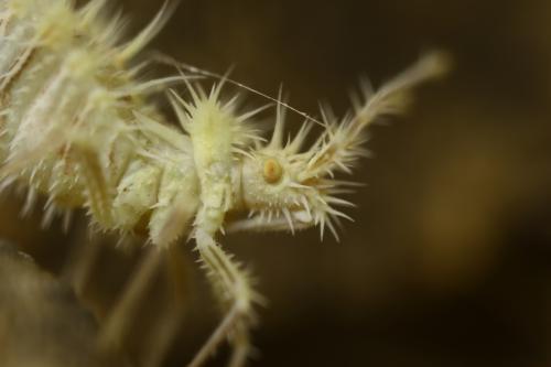 Réf. 261 766 : Phyllomorpha laciniata